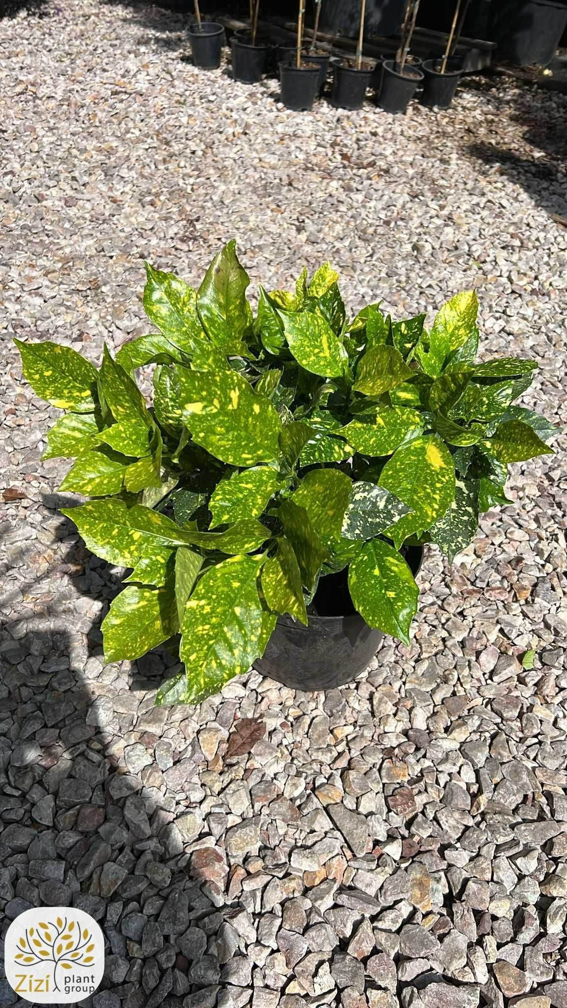 Aucuba japonica Variegata, Aukuba japońska, 40-60cm, C15