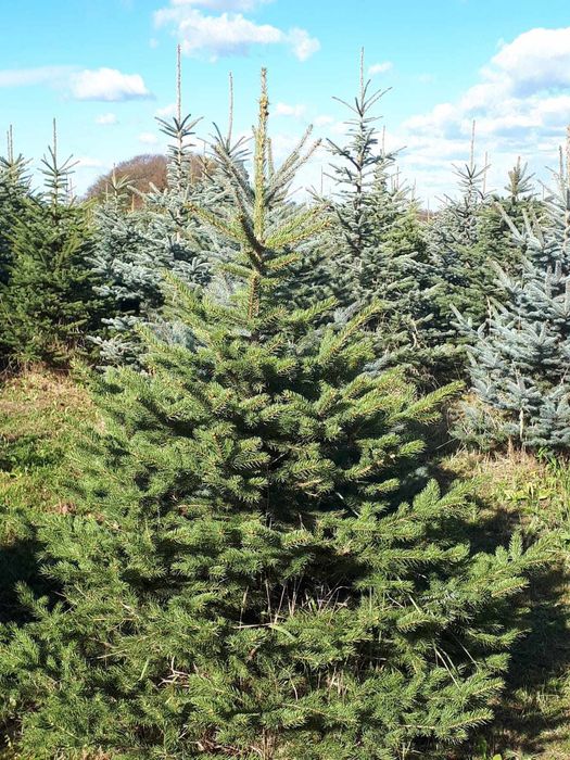 Choinki Plantacja Świerk Srebrny,Jodła Kaukaska