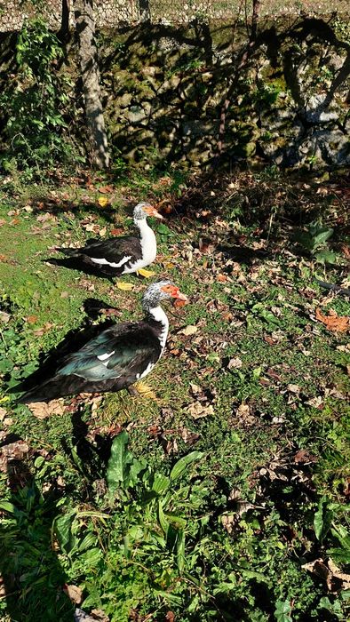 Perus patos mudos galinhas