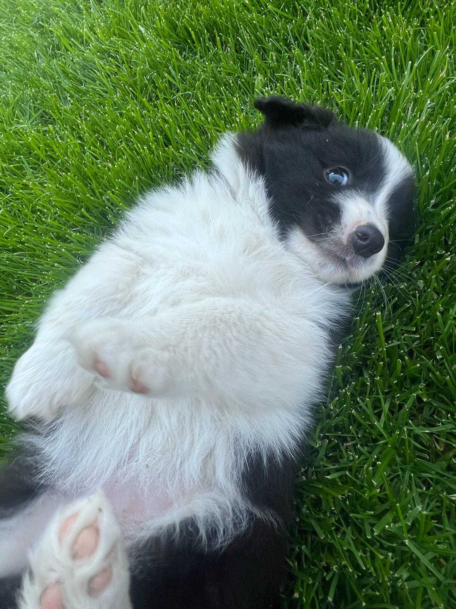 border collie suczka