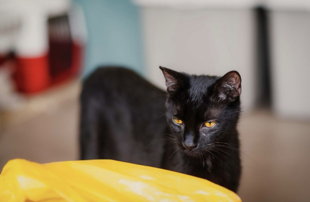 Półtura roczny Salem szuka domu!