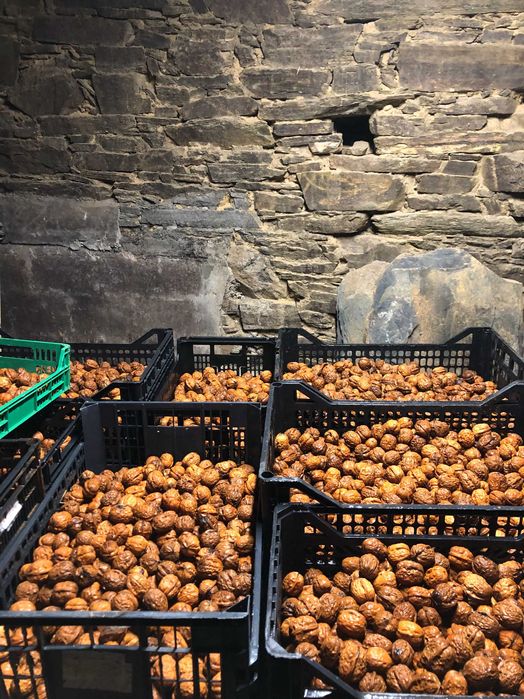 Nozes de Tras-os-Montes, agric. biológica