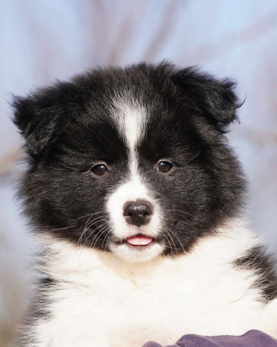 Border Collie  suczka ZKwP/FCI