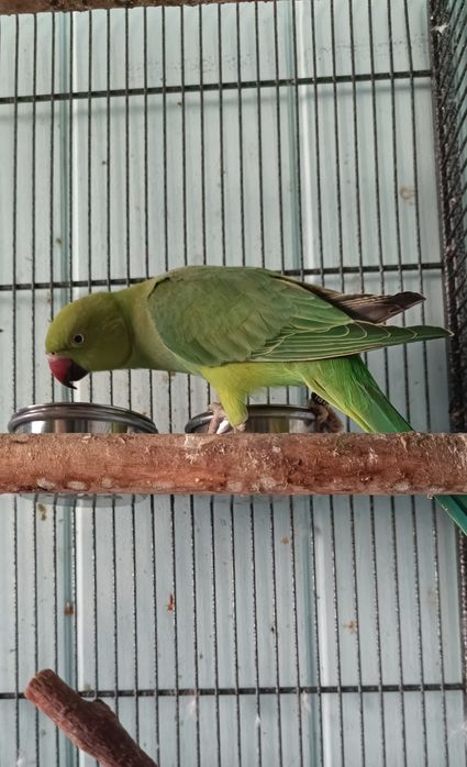 Aleksandretty obrożne Zielone Ręcznie Karmiona Samiec Samica