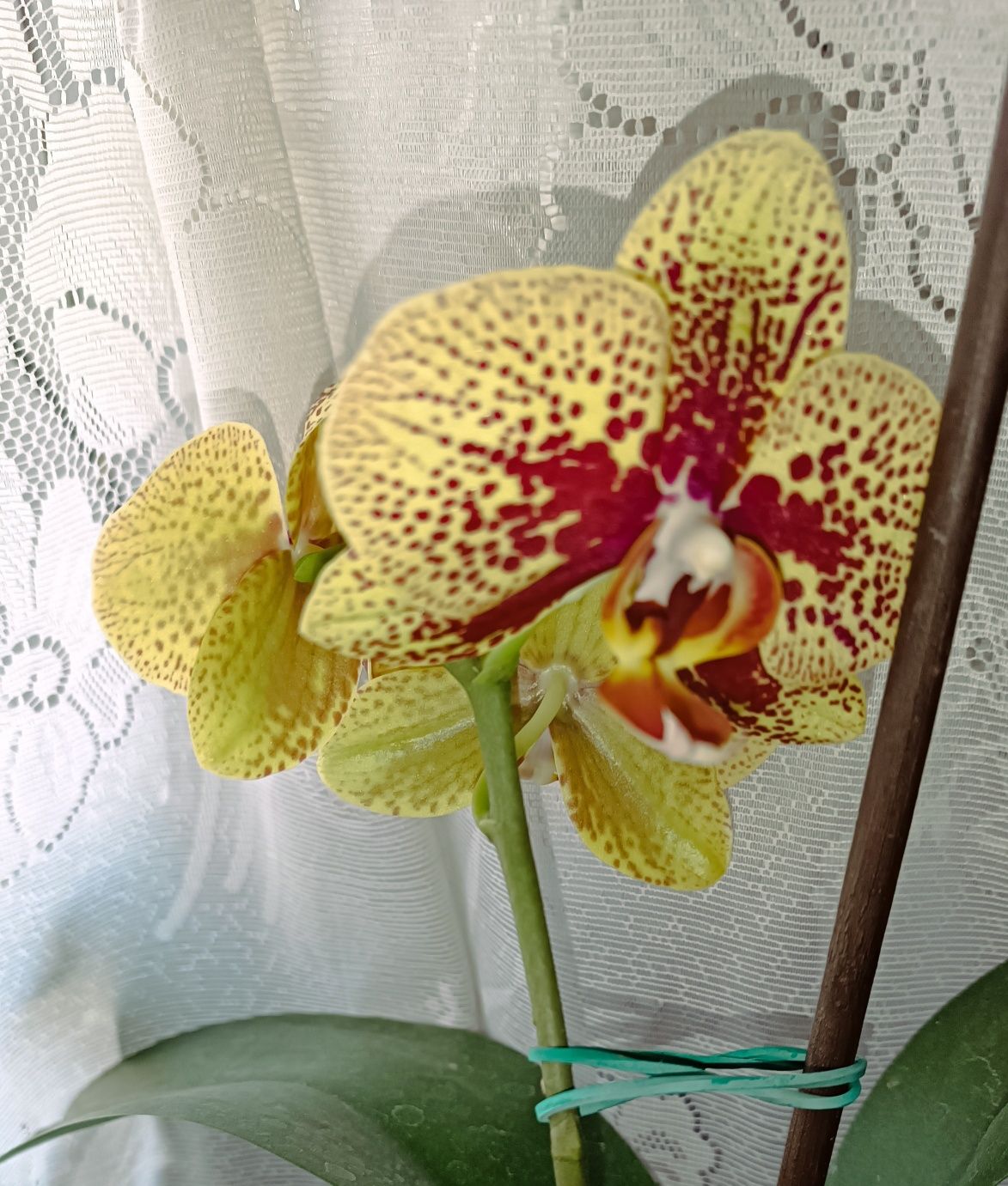 Орхидея    Чармер