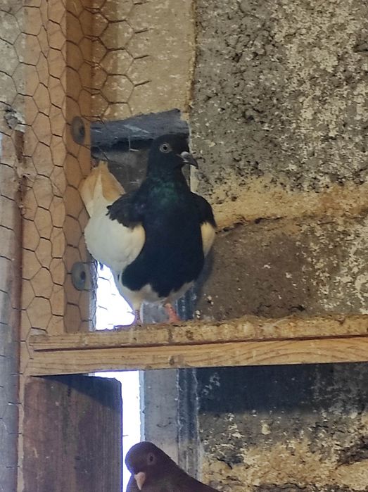 Winerki/murzyny/tiplery/łyski/budapeszty świetne na mamki