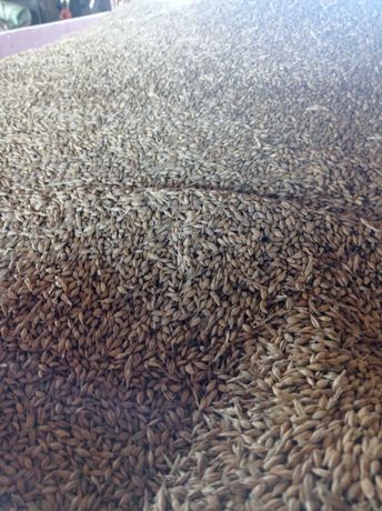 Продається зерно ячменю ярого пшениця озима комбікорм