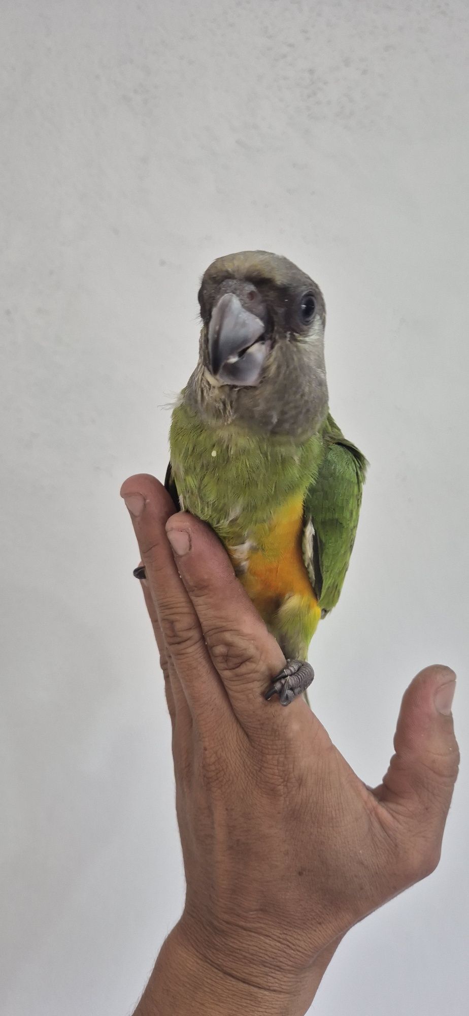 Papagaios senegal criados à mão