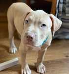Amerykanski Pitbull - suczka