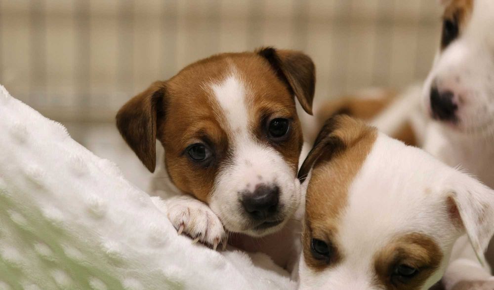 Urocza suczka Jack Russell Terrier z hodowli "BREFIO" /bad. genetyczne