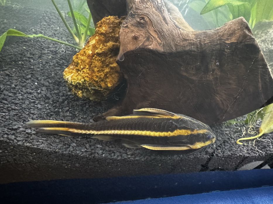 Sum liniowy około 7/10 cm