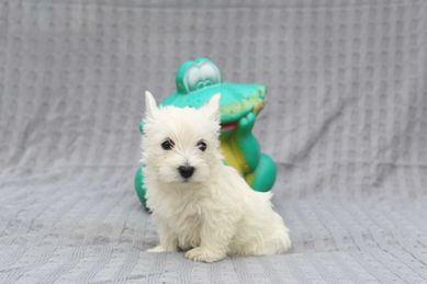 West Highland Terrier szczeniak piękna suczka