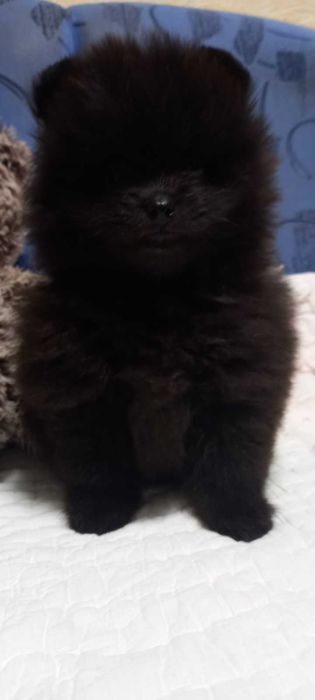 Хлопчик-мішка. З шоколадним підпалом.