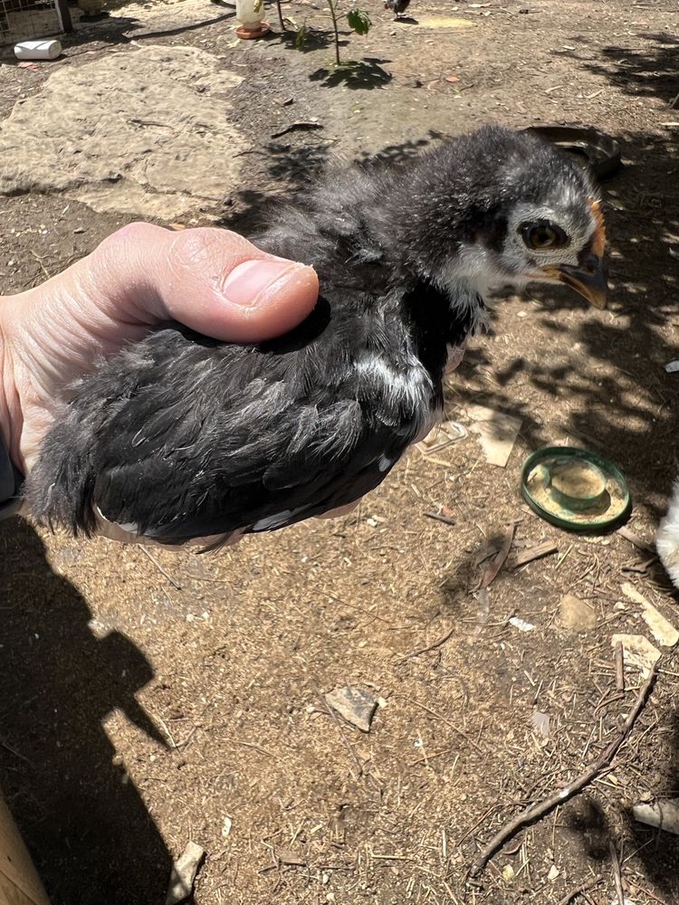 Tenho para venda pintos de varias raças e idades
