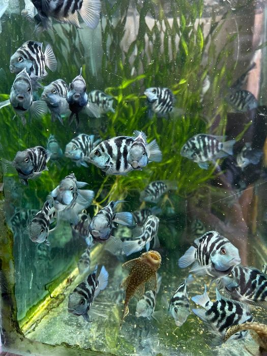 Акваріумні рибки