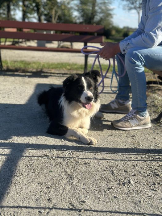Pies border collie 10 miesięcy czarno biały