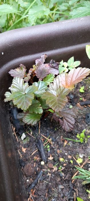 Berberysy, pęcherzyce zielone i bordowe, złotokap, perukowce.