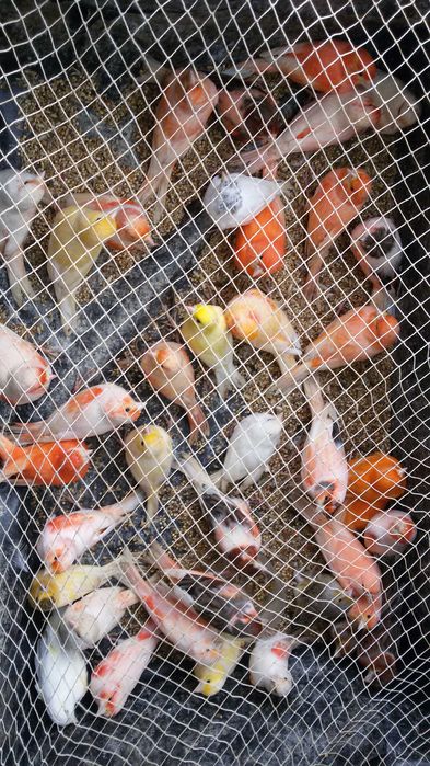 Vendo diamantes gould