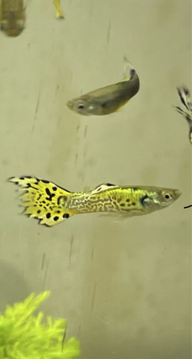 Guppys para venda