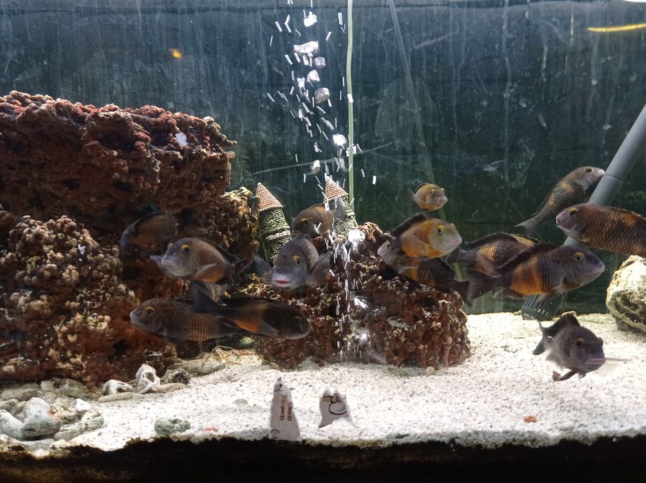 Akwarystyka słodkowodna