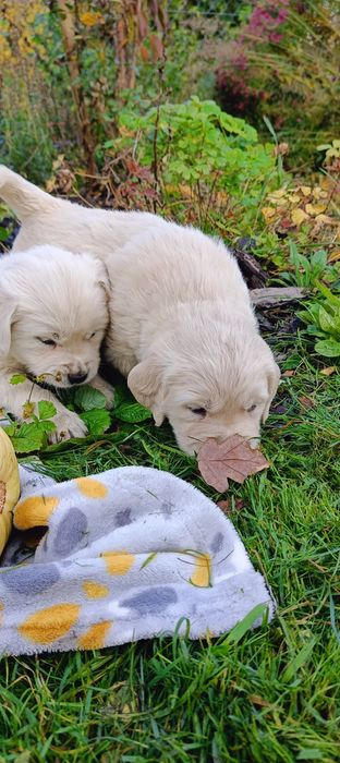 Golden retriever szczenię- ostatni piesek