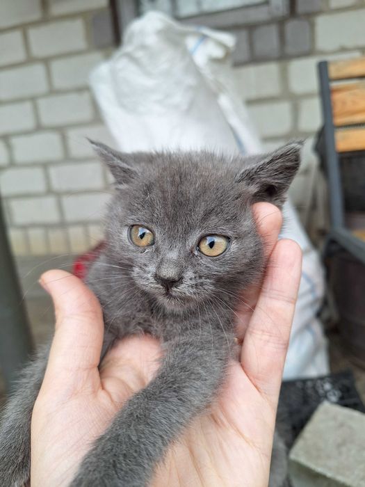 Віддам котика (кішечки які обожнюють дітей) 1 наполовину шотладка