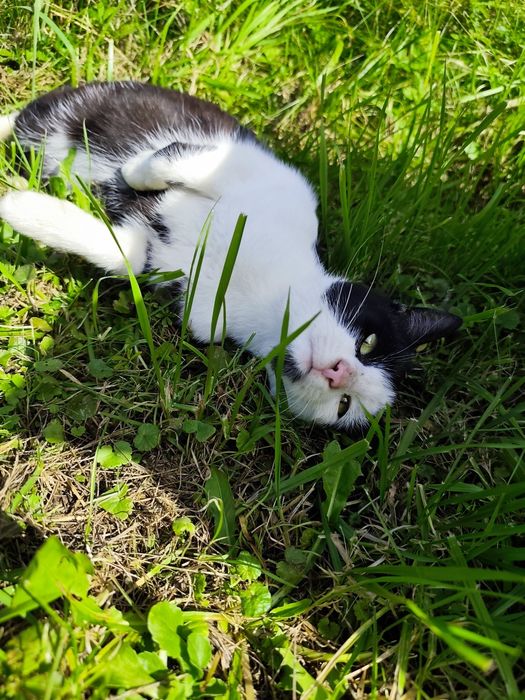 Kot szuka DOMU, Edzio kot w potrzebie szuka Domu