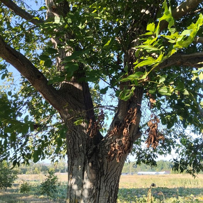 Продам горіх під спил радіус 240см ,самовивіз