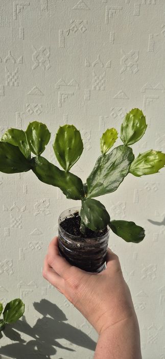 Кактус опунция, опунція