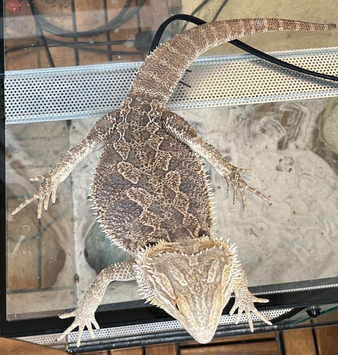 Agama Brodata z Terrarium