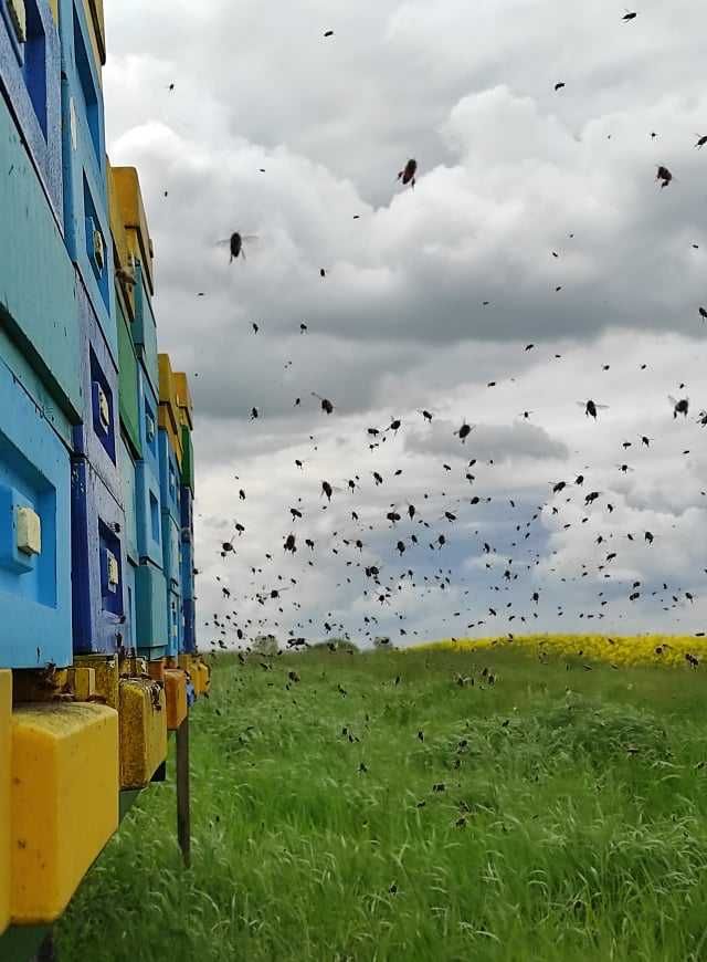 PRZEPYSZNY Naturalny MIÓD z lokalnej pasieki. Prosto z ula!