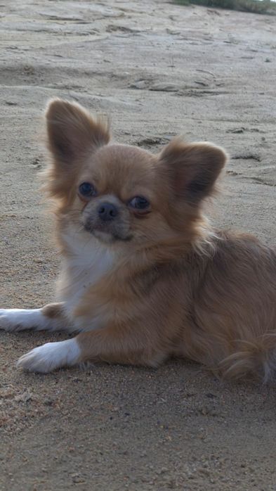 Пропала собачка! Поверніть за винагороду.