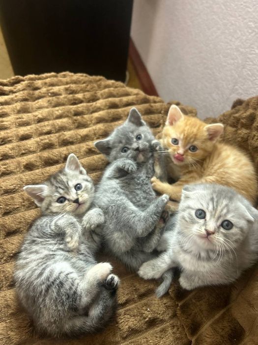 Британские котята