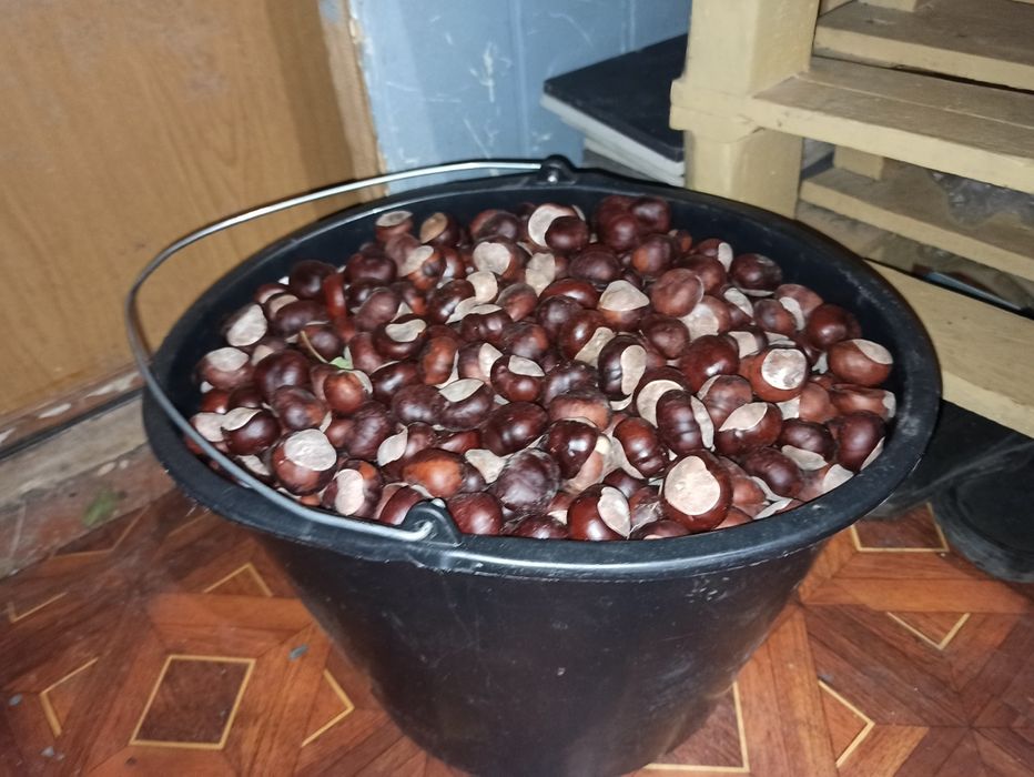 Каштан для лекарства