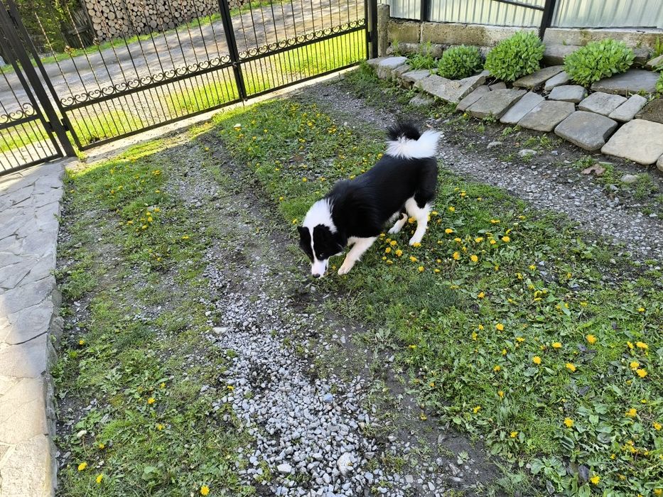 Продам молодого робочого кобеля  русько-європейської лайки