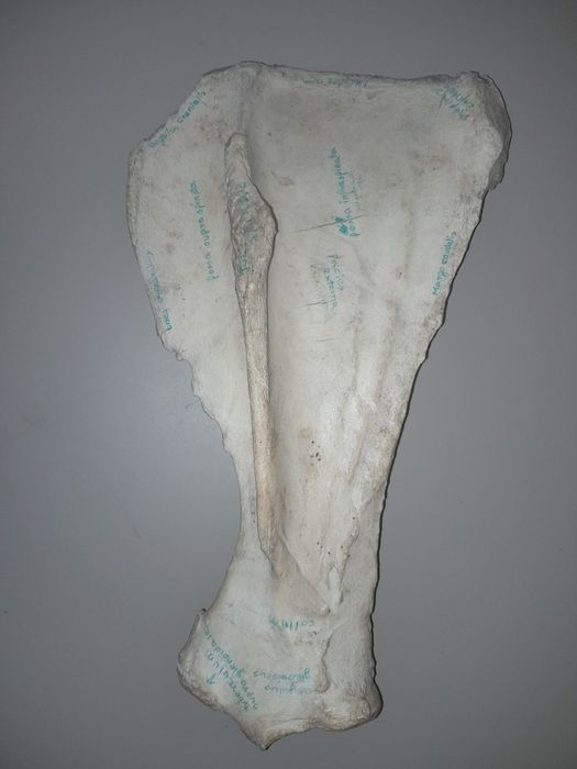 Zestaw kości do nauki anatomi zwierząt.