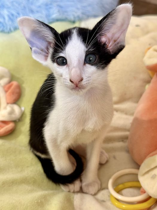 Czarno-biała koteczka orientalna Bianca