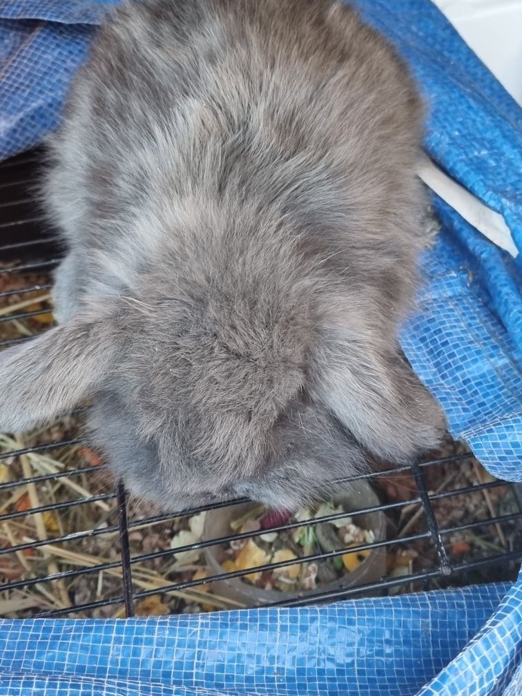 Coelhos anoes mini lop(orelhudo) e mini holandeses do criador