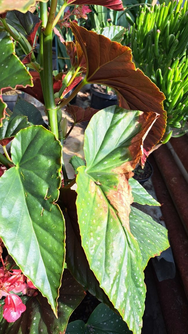 Begonia Maculata Duże Rośliny