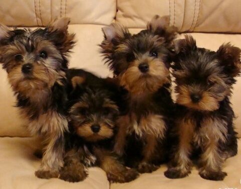 Мальчишки Йорки.