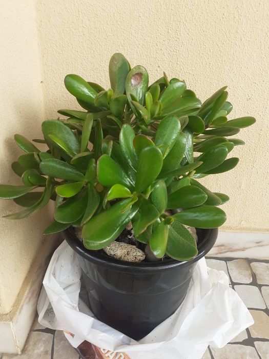 Flor suculenta natural com vaso