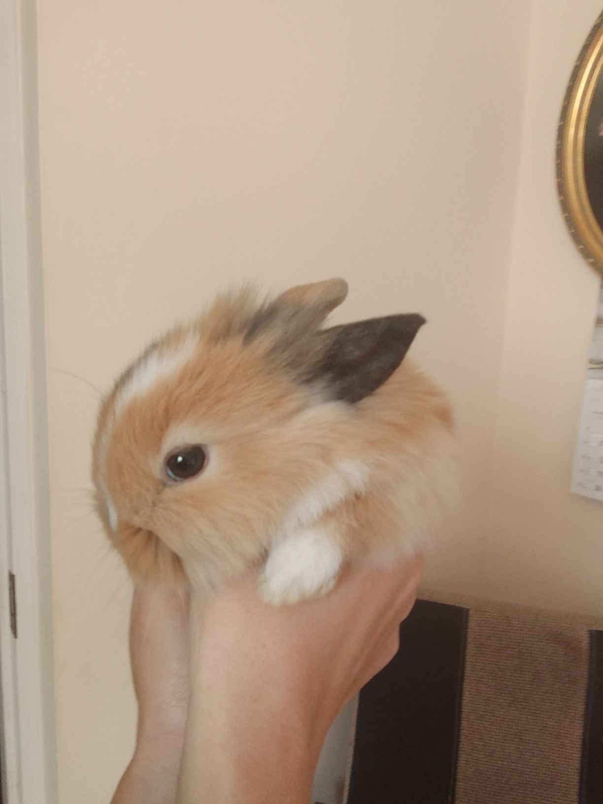 Królik miniaturka Teddy