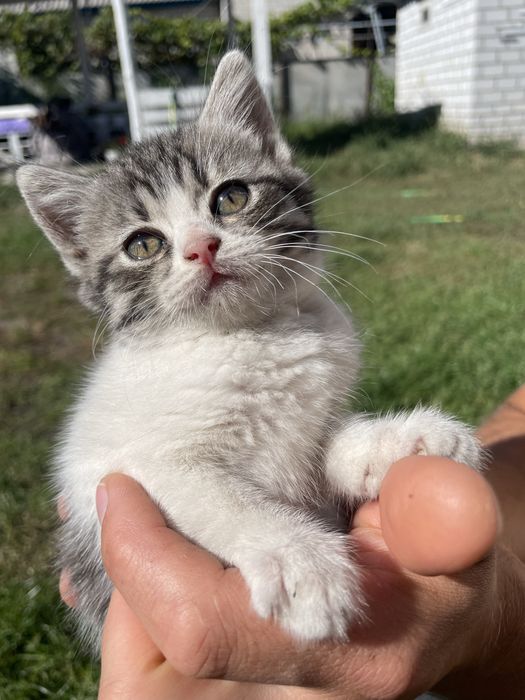 Кошенята безкоштовно