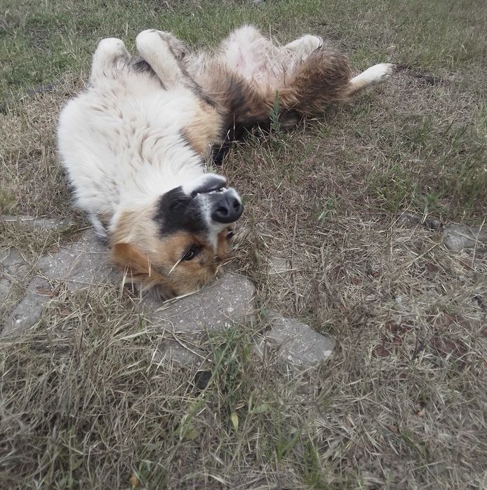 Прилаштовується доросла собакен.