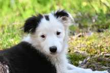 Border Collie piesek