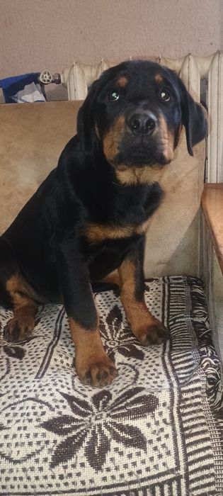 Szczeniak rottweiler