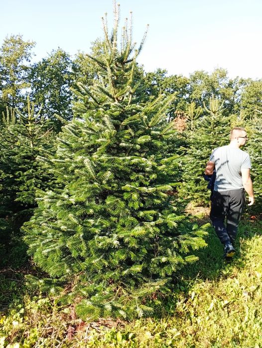 Jodła kaukaska 220-270 STANDARD