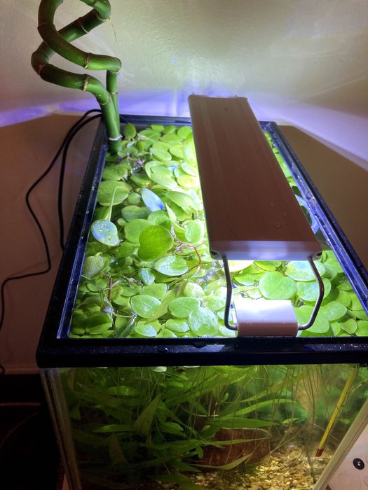 Limnobium laevigatum -  Planta flutuante