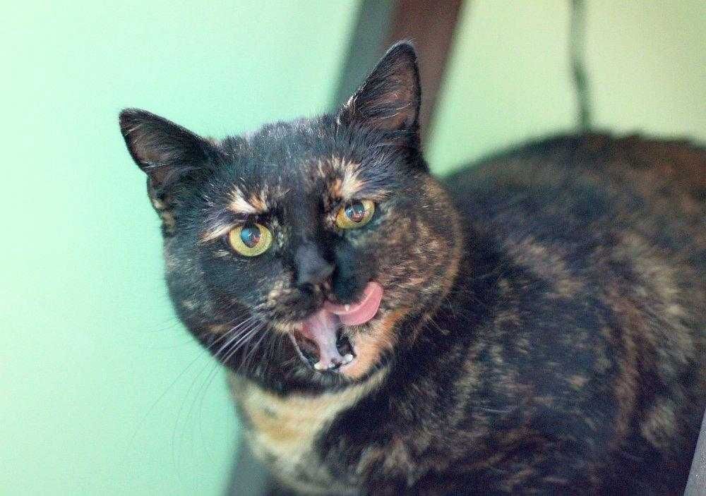 Koteczka Ida do adopcji!!