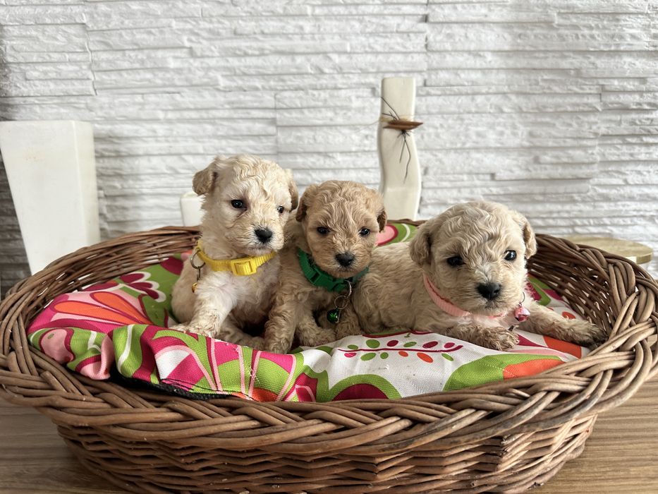 Bichpoo /Maltipoo /Poochon/Pudel sliczna suczka